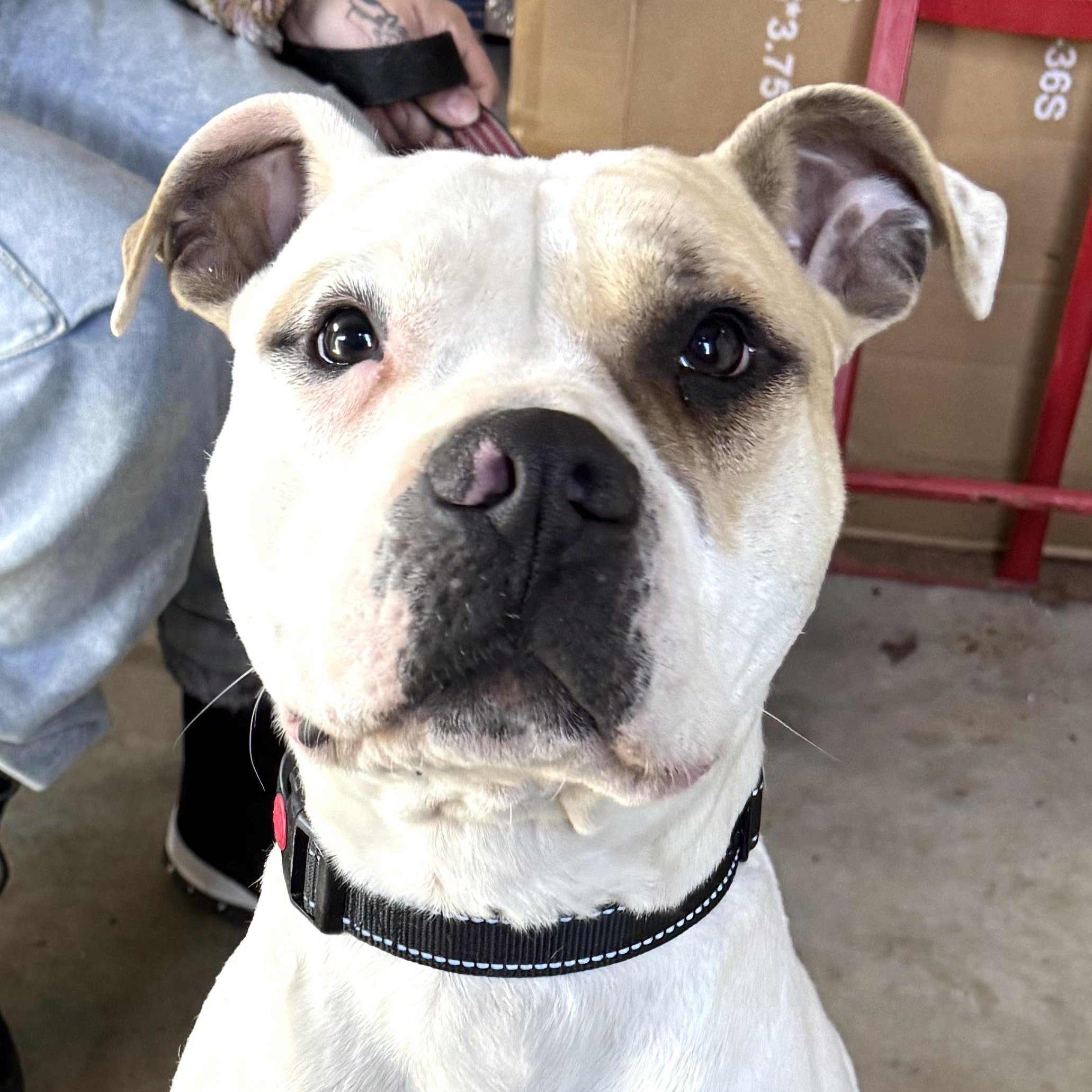 Enlarge Albert -s, a ADOPTABLE mixed breed in Sequatchie, TN image 2/6