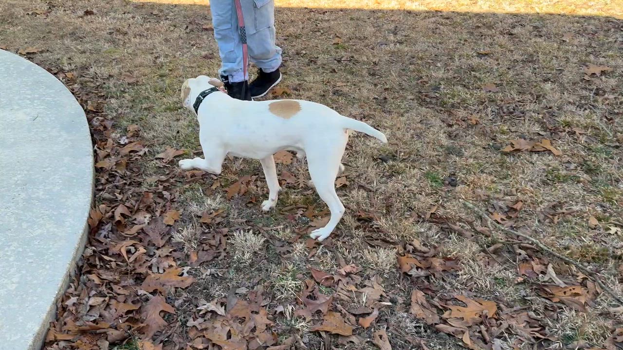 Enlarge Albert -s, a ADOPTABLE mixed breed in Sequatchie, TN video 6/6