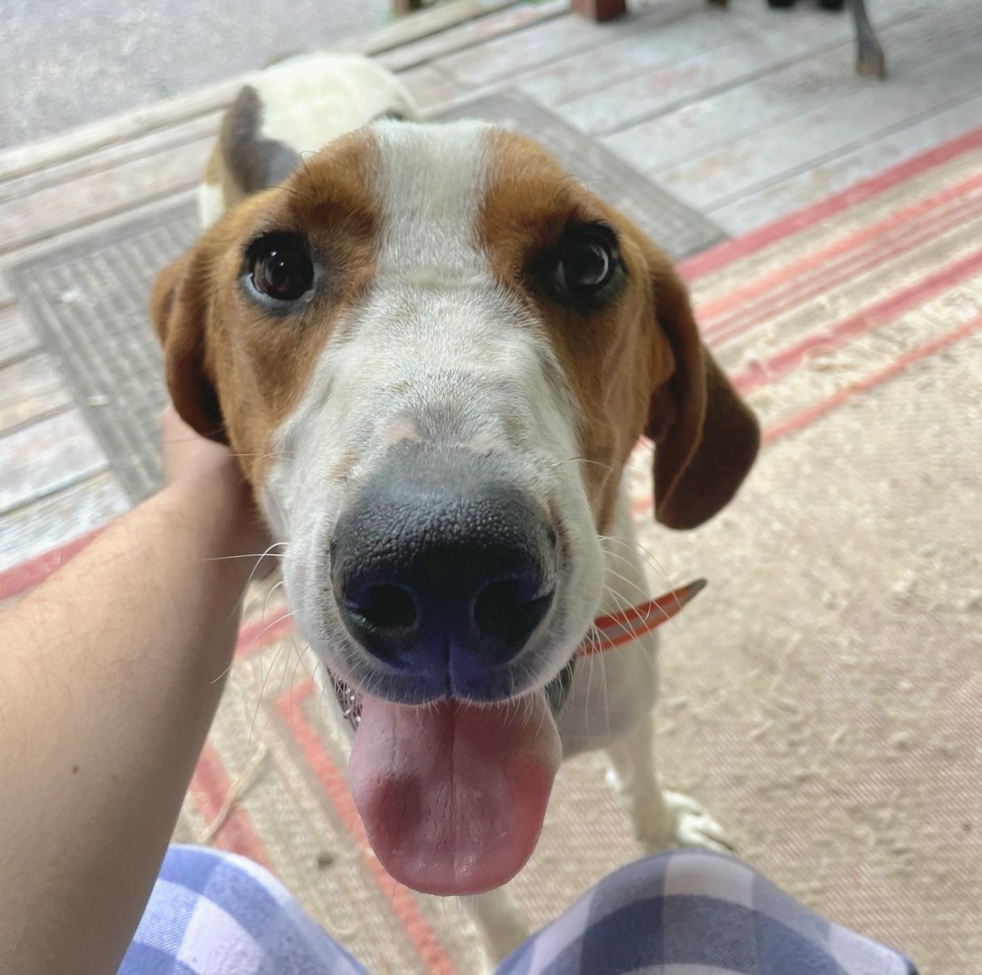 Enlarge Leo, a ADOPTABLE Coonhound in Darien Center, NY image 1/1