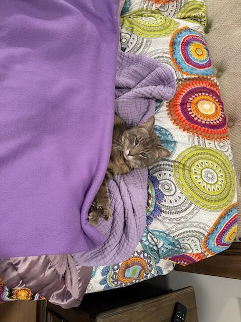 Enlarge King, a Adopted Tabby in woodbridge, VA image 3/6