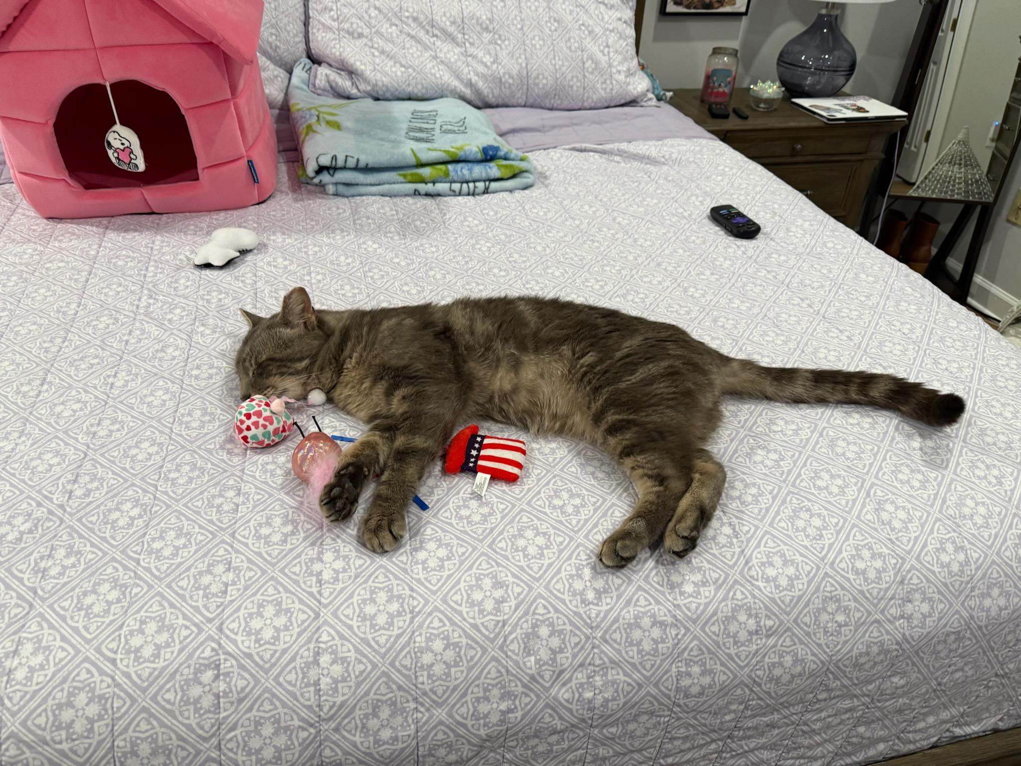 Enlarge King, a Adopted Tabby in woodbridge, VA image 2/6