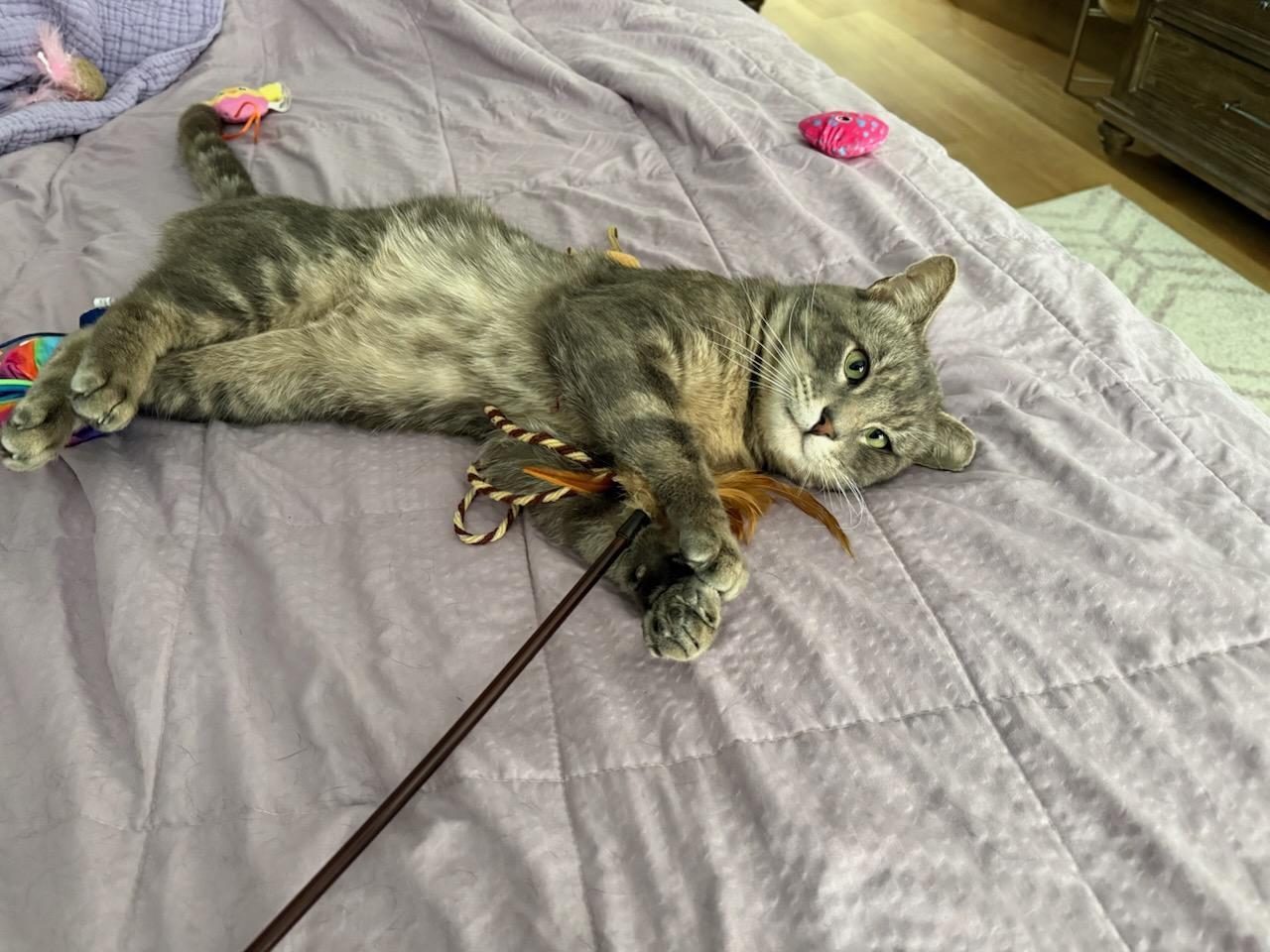 Enlarge King, a Adopted Tabby in woodbridge, VA image 6/6