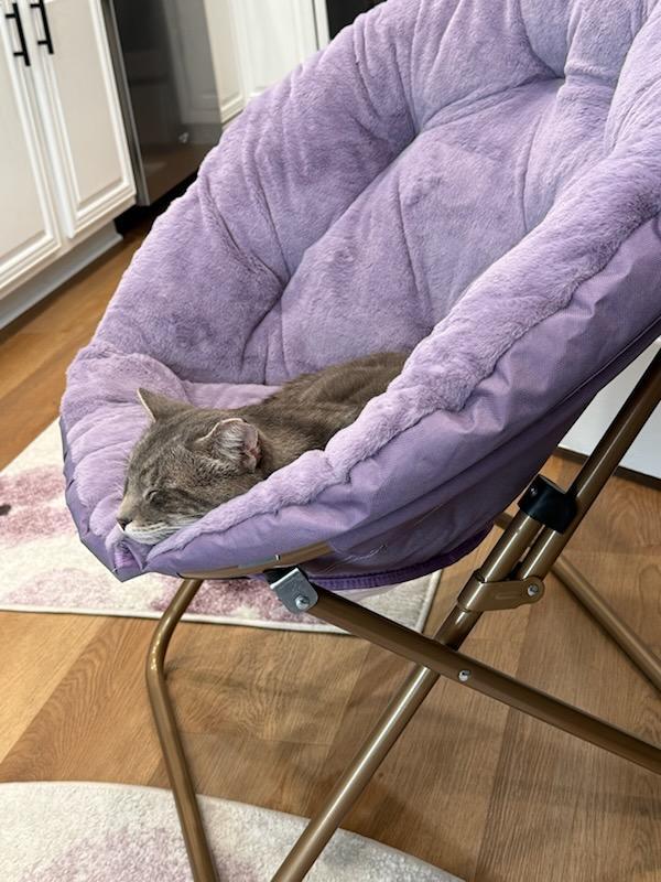 Enlarge King, a Adopted Tabby in woodbridge, VA image 4/6