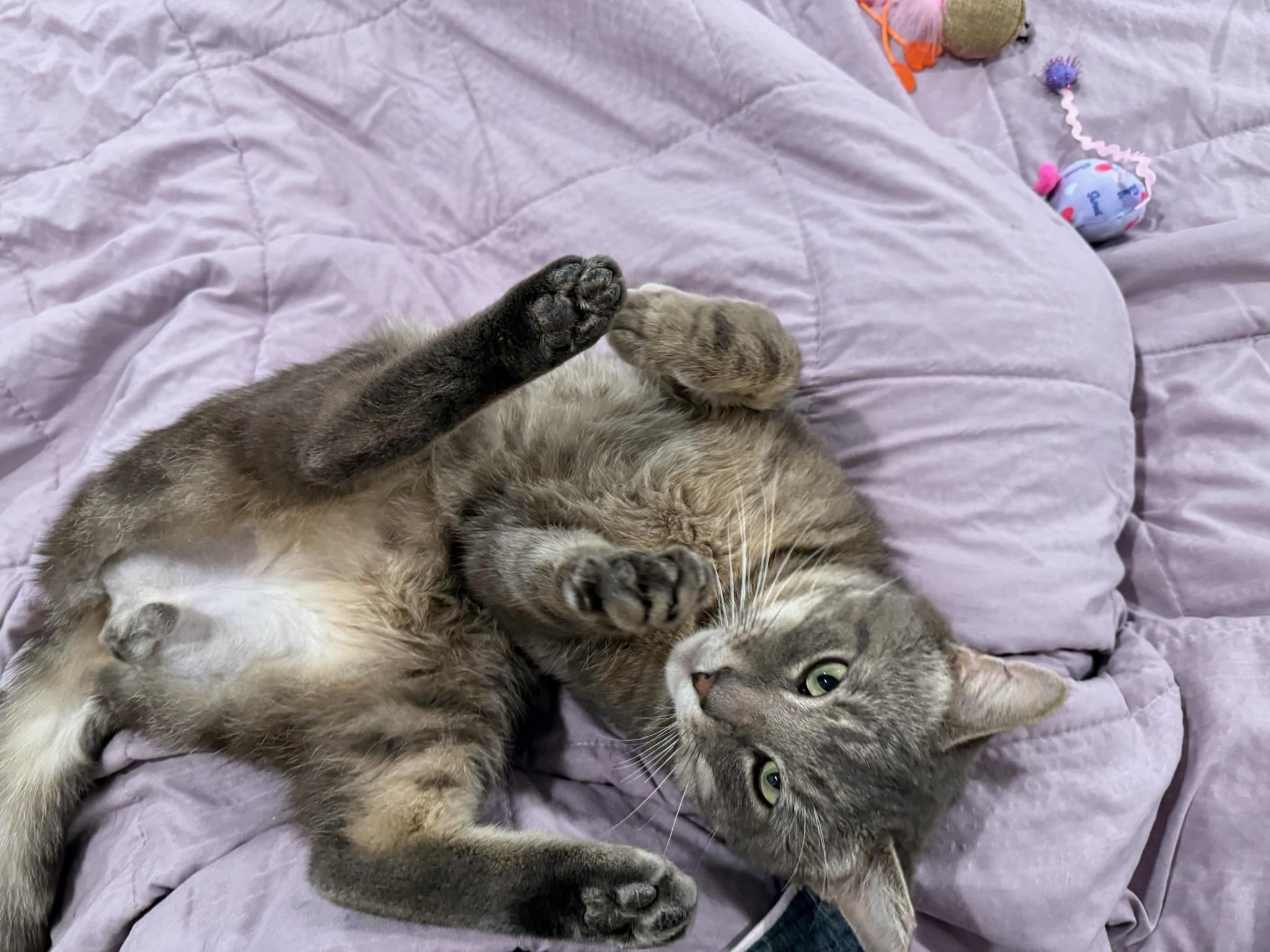 King, Adopted, Young Male Tabby.