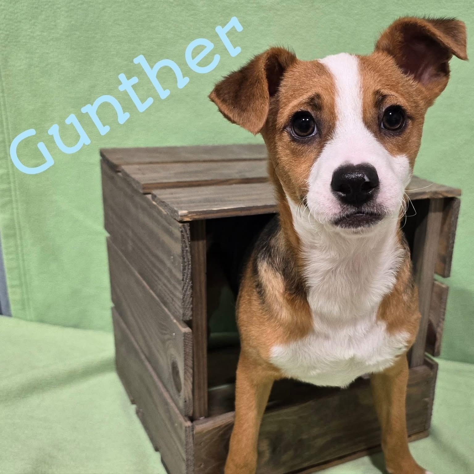 Gunther, Baby Male Mixed Breed