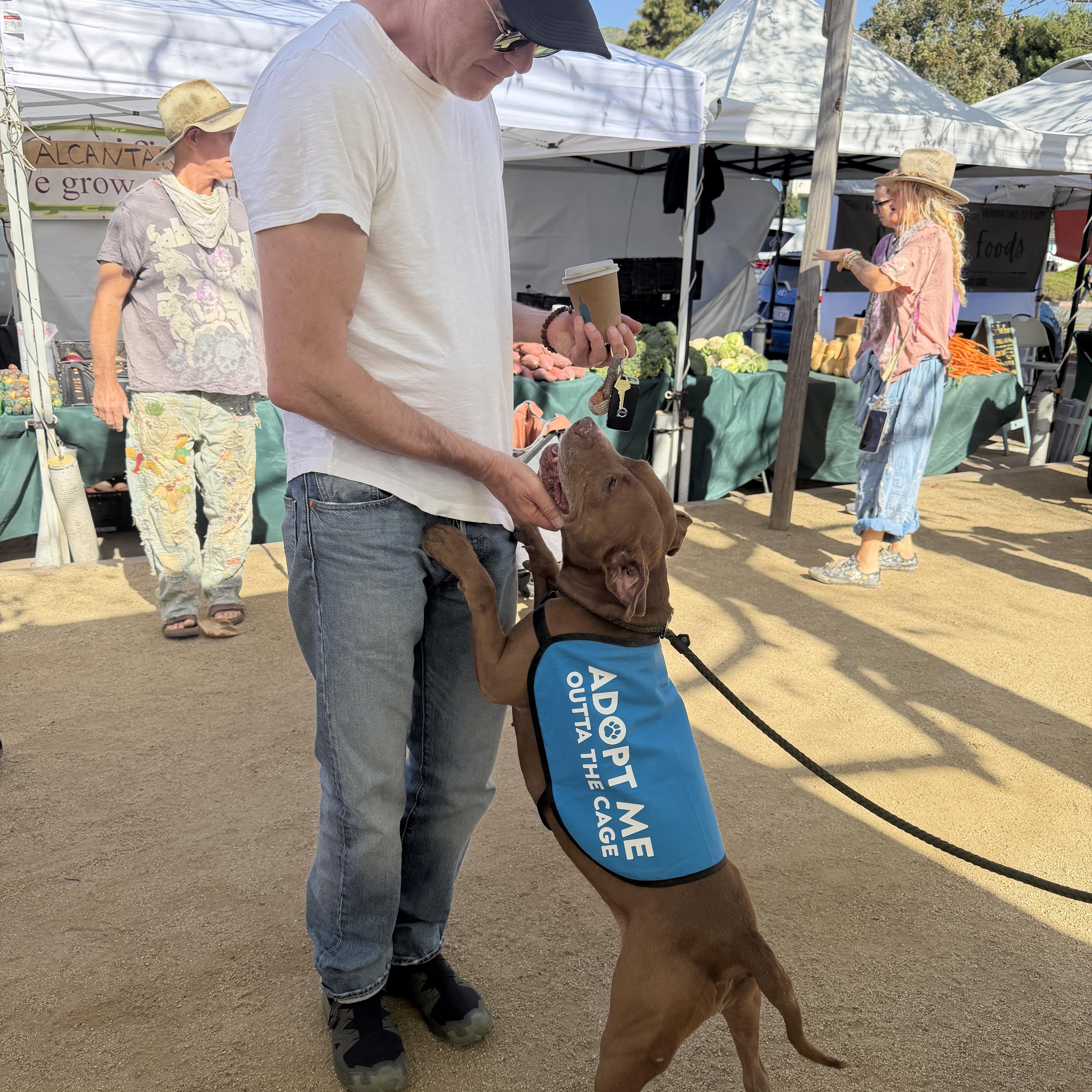 Enlarge Valentina, a ADOPTABLE mixed breed in Encino, CA image 2/5