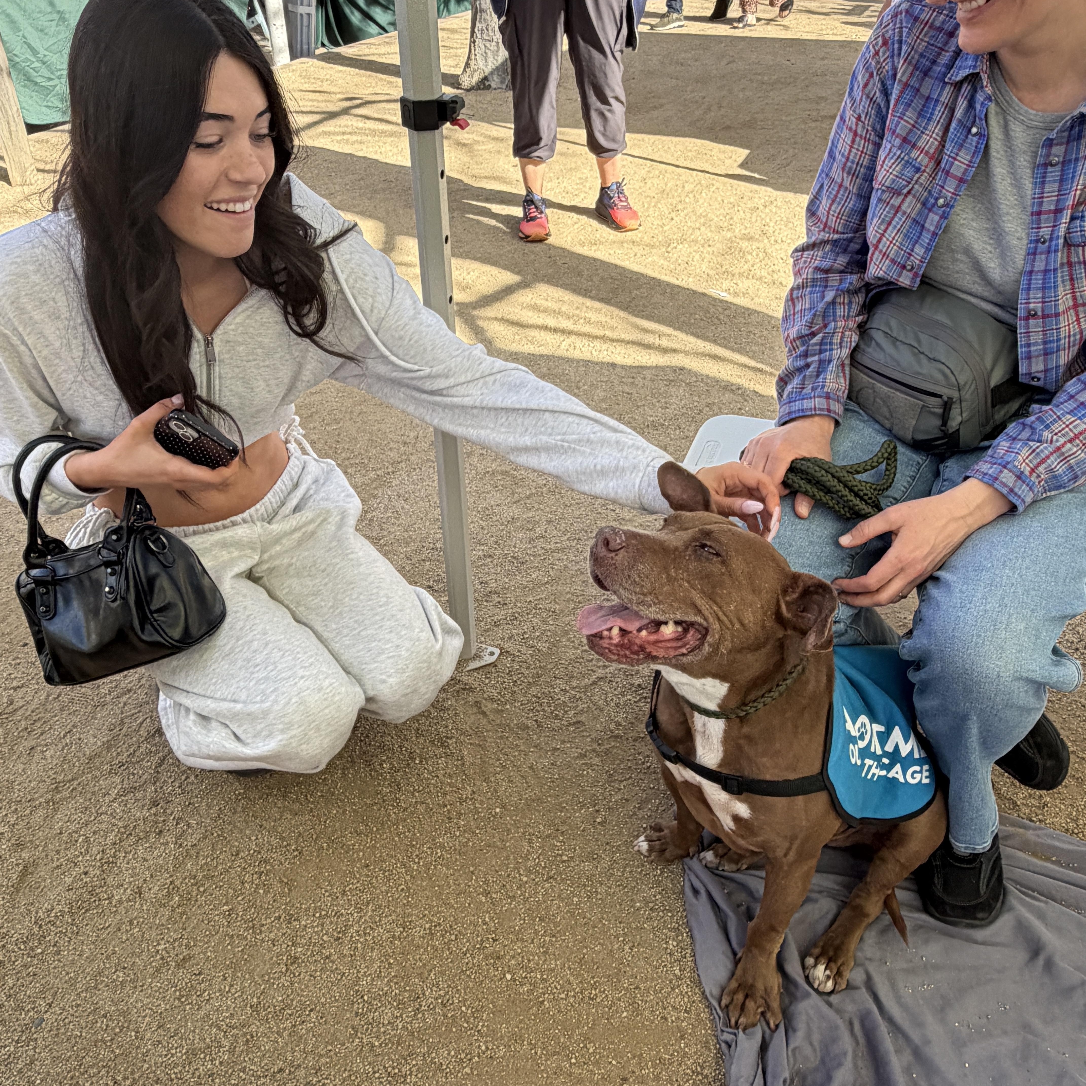 Enlarge Valentina, a ADOPTABLE mixed breed in Encino, CA image 4/5