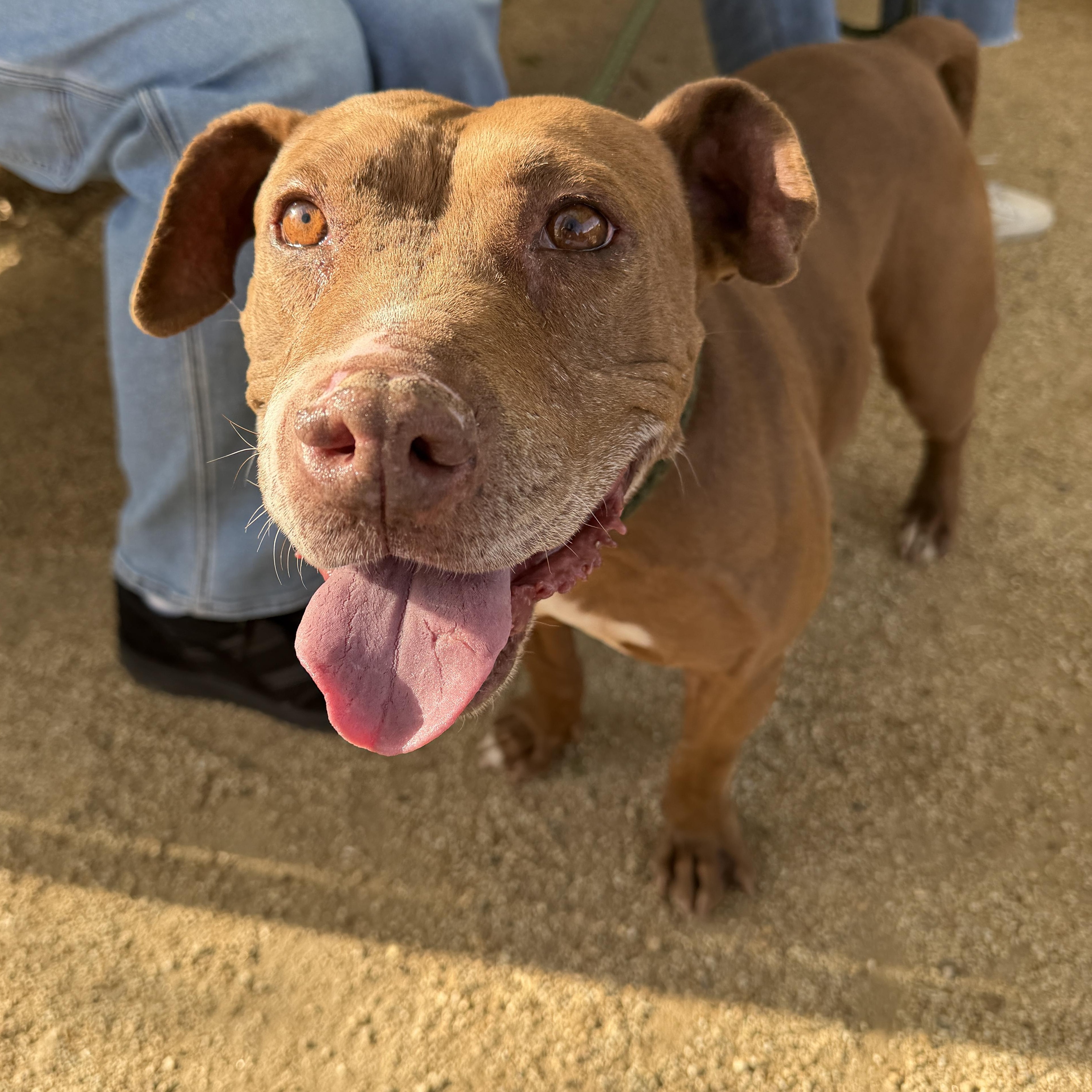 Valentina, ADOPTABLE, Young Female American Staffordshire Terrier & Labrador Retriever.