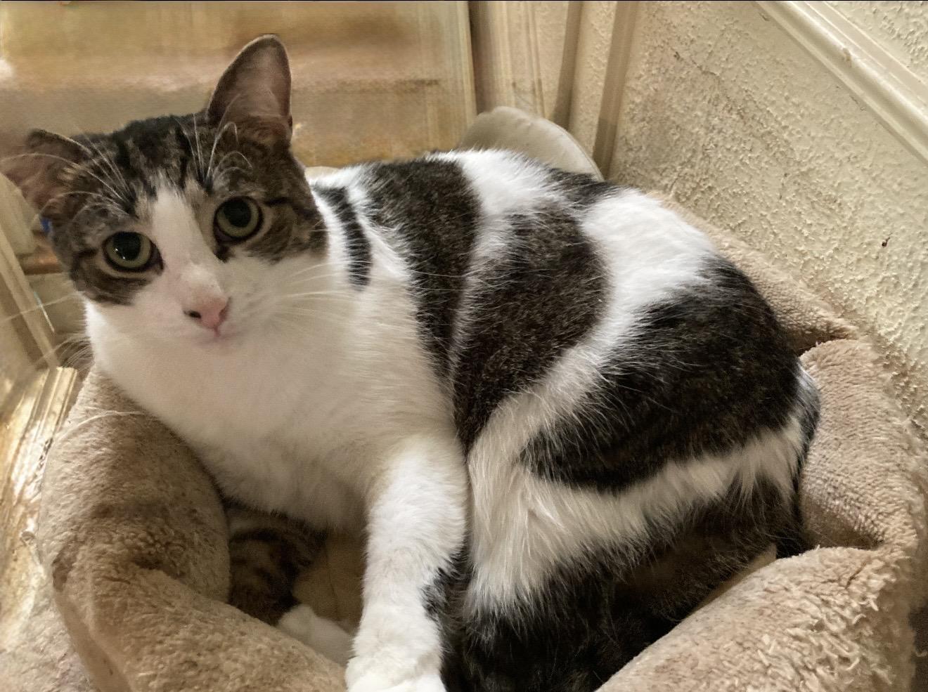 Enlarge Keisha, a Adoptable American Shorthair in Staten Island , NY image 3/4