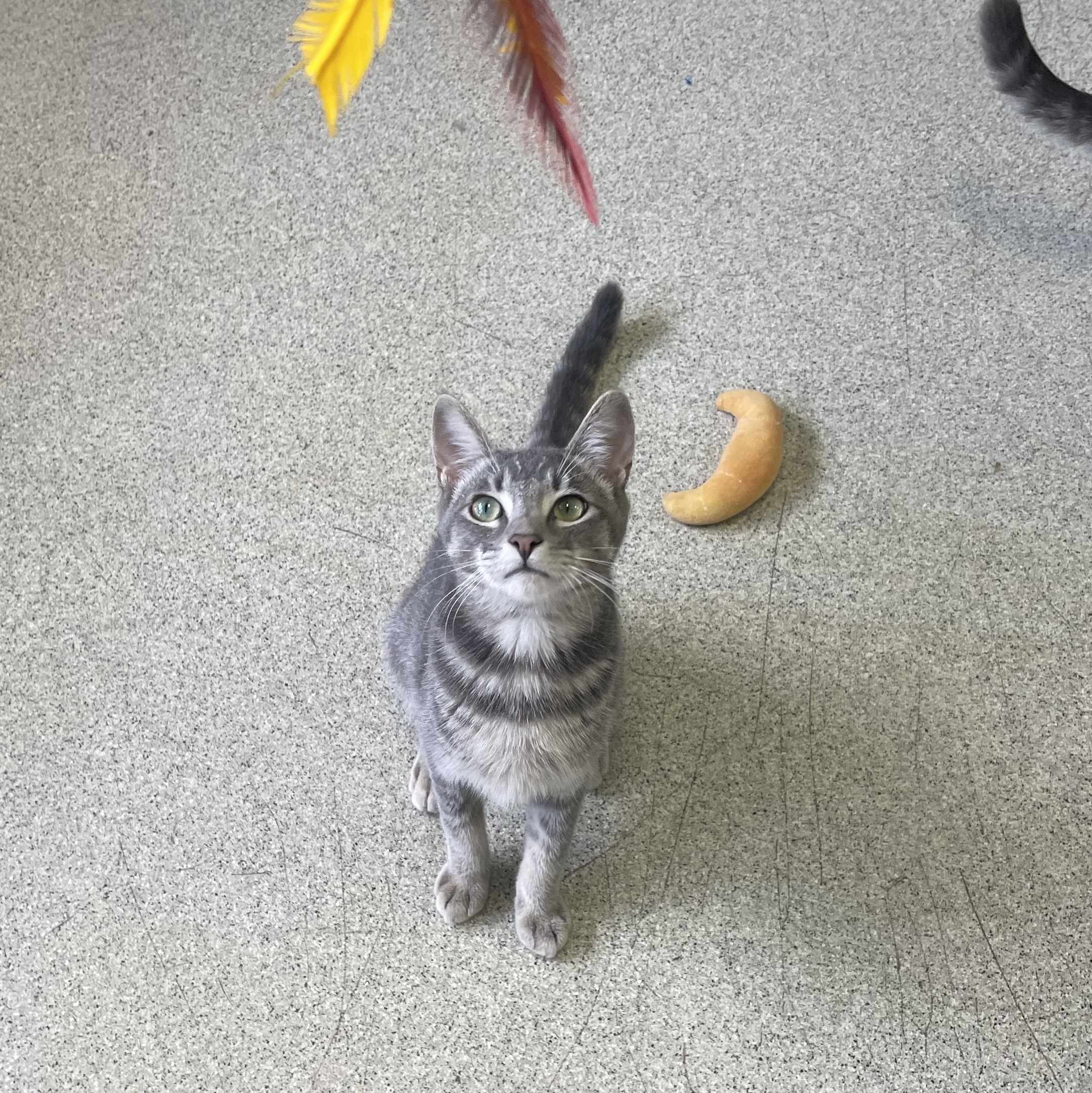 Enlarge Tails, a Adoptable Domestic Short Hair in Newport Beach, CA image 3/6