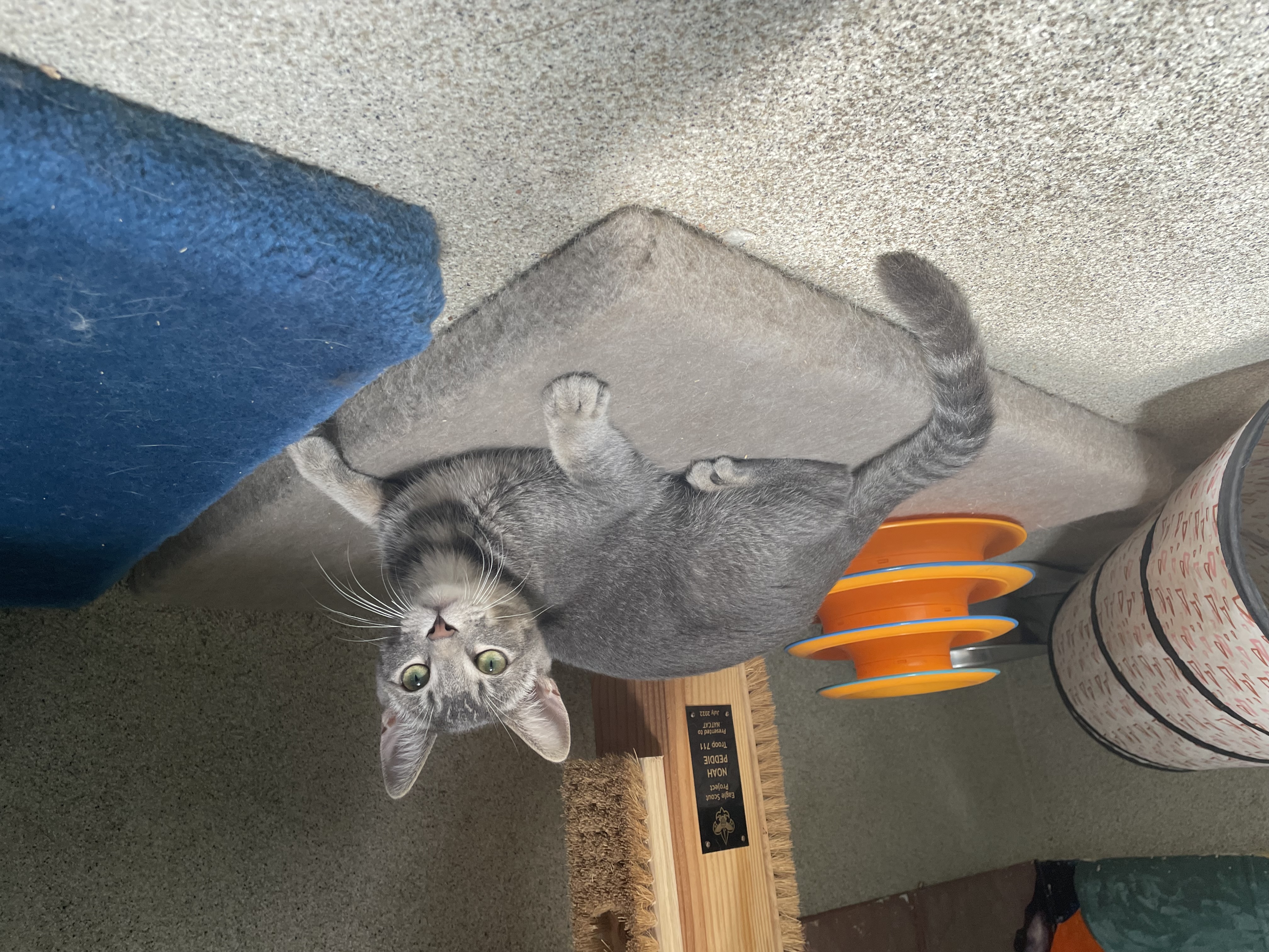 Enlarge Tails, a Adoptable Domestic Short Hair in Newport Beach, CA image 2/6