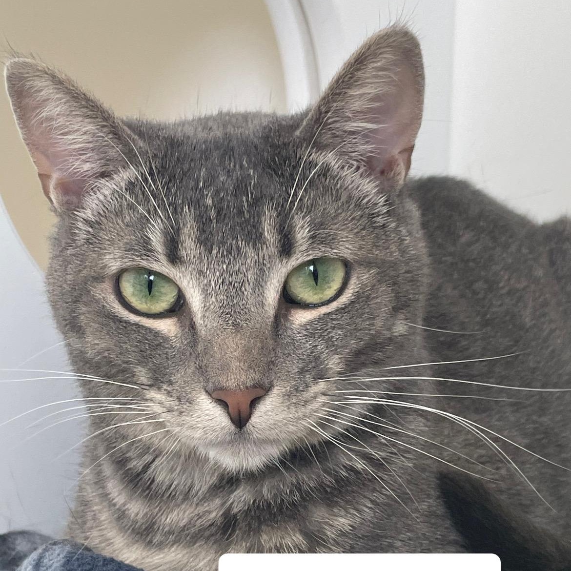 Enlarge Tails, a Adoptable Domestic Short Hair in Newport Beach, CA image 1/6