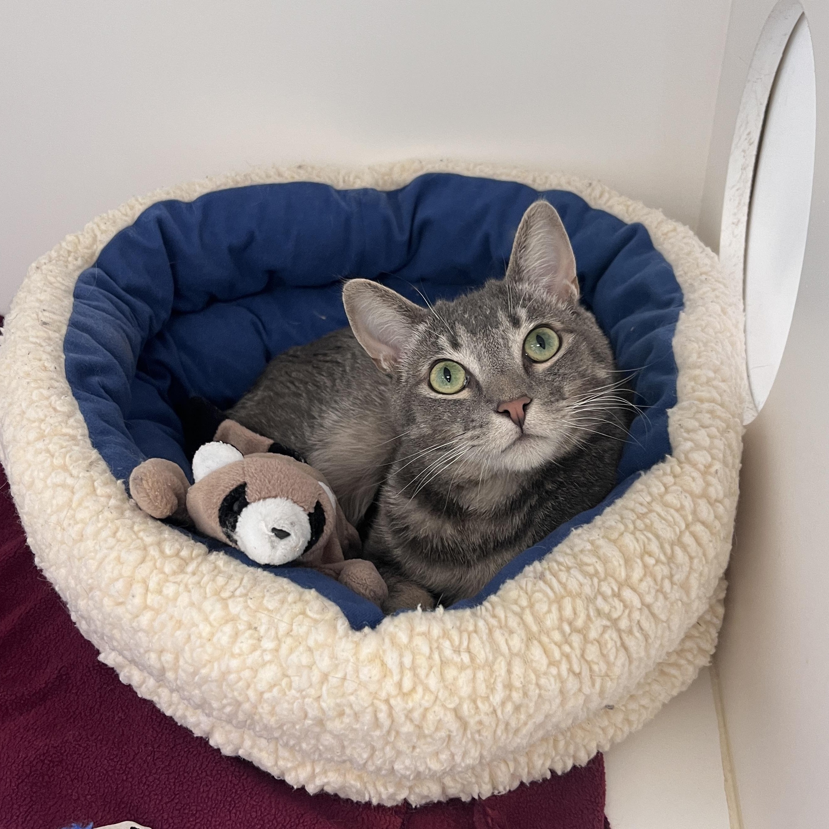 Enlarge Tails, a Adoptable Domestic Short Hair in Newport Beach, CA image 4/6