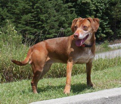 Ramona, Adoptable, Senior Female Pit Bull Terrier & Mixed Breed.