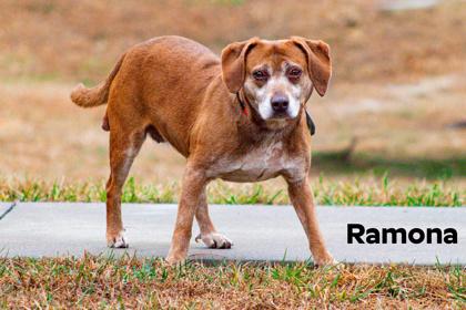 Ramona, Adoptable, Senior Female Pit Bull Terrier & Mixed Breed.