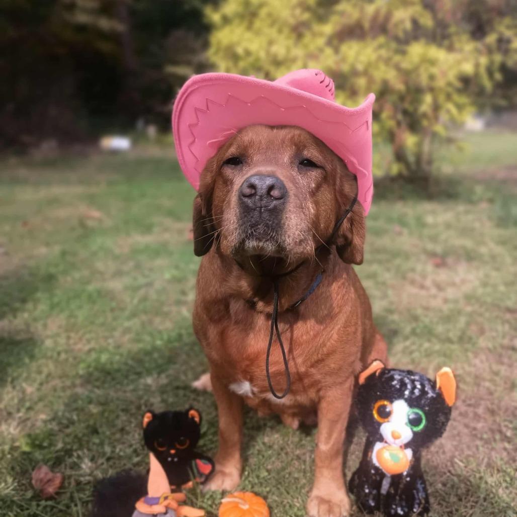 Libby, Adoptable, Adult Female Retriever & Labrador Retriever.
