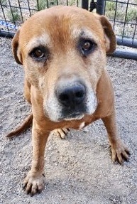 Enlarge ***Red***, a Adoptable mixed breed in San Luis, CO image 1/3