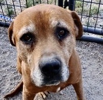 Enlarge ***Red***, a Adoptable mixed breed in San Luis, CO image 2/3