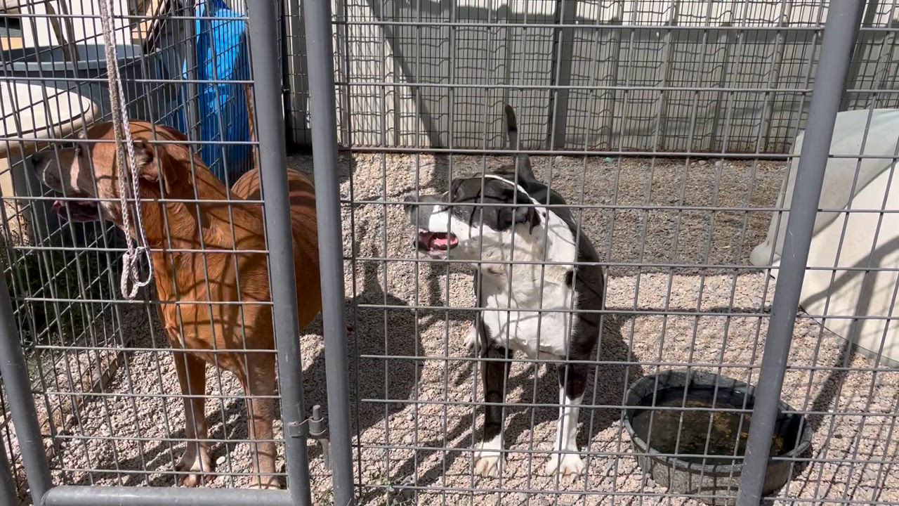 Enlarge ***Red***, a Adoptable mixed breed in San Luis, CO video 3/3