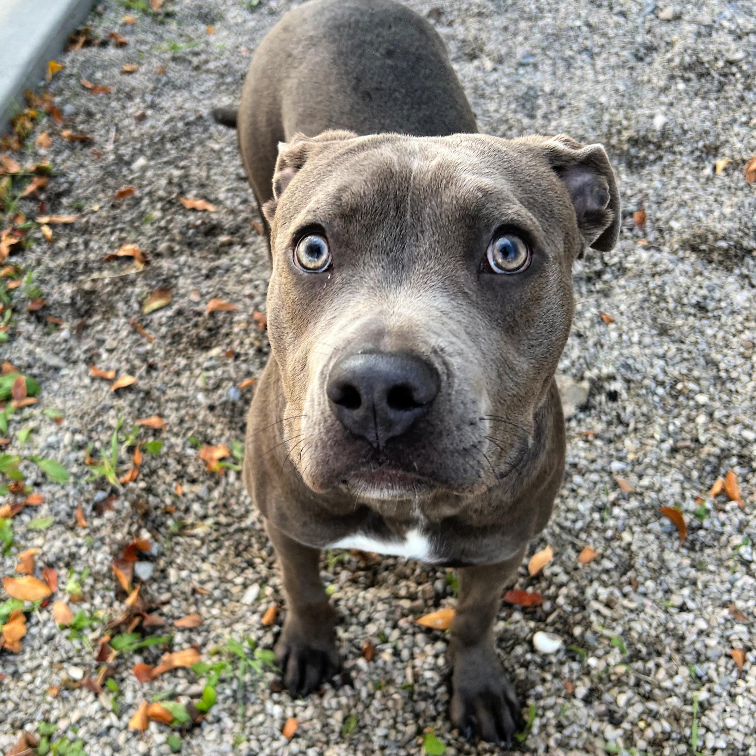 Gloria, an adoptable Staffordshire Bull Terrier in Lindon, UT, 84042 | Photo Image 1