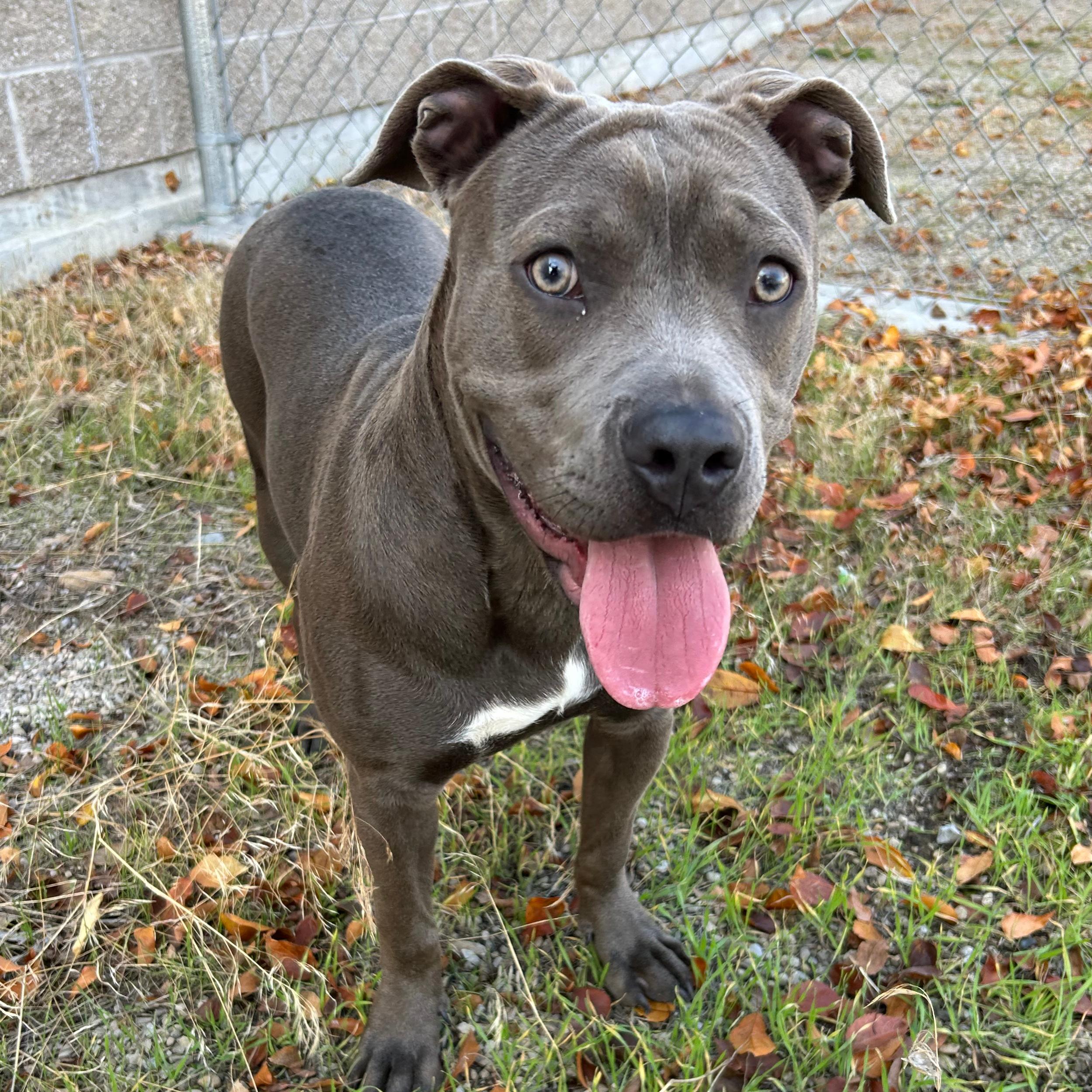 Gloria, an adoptable Staffordshire Bull Terrier in Lindon, UT, 84042 | Photo Image 2