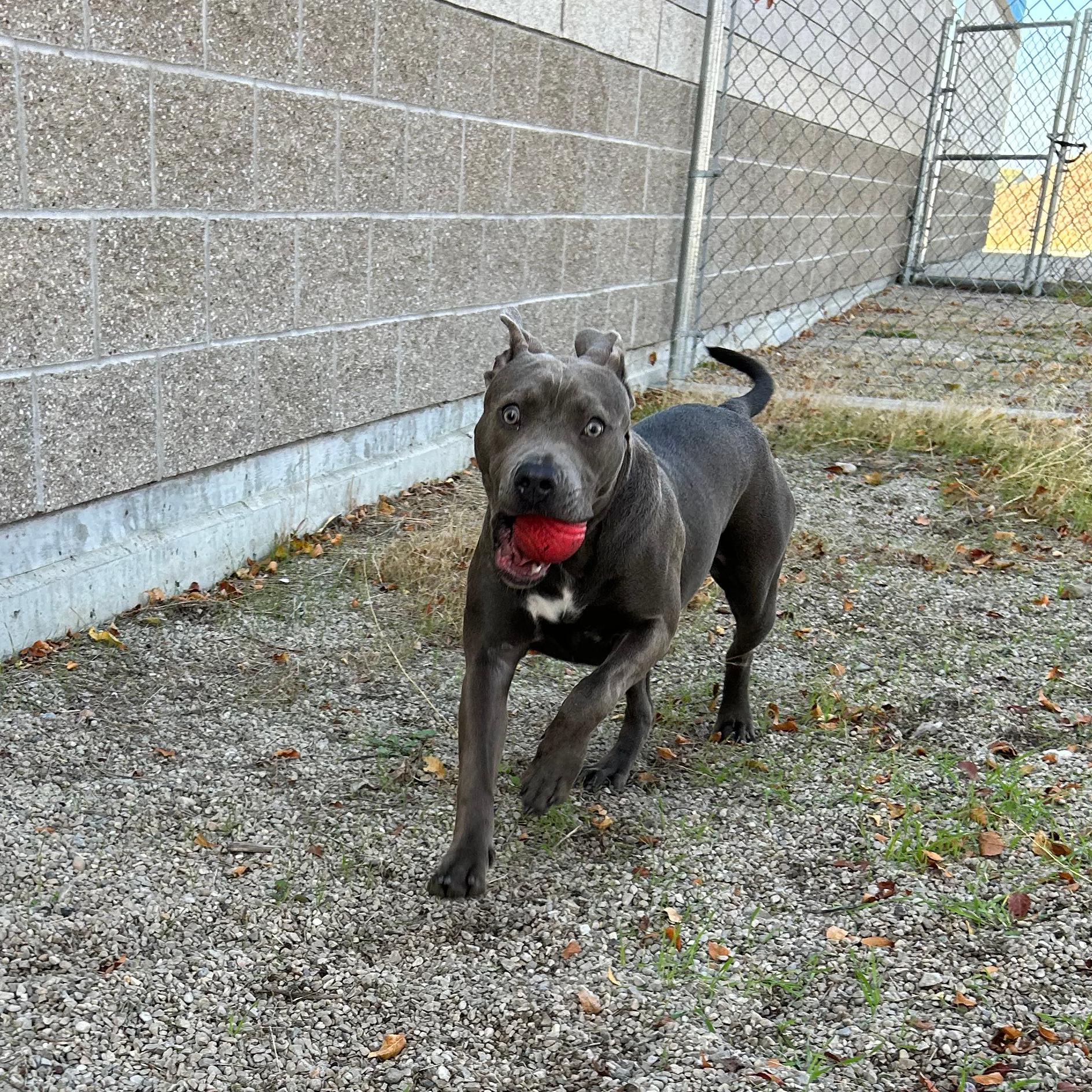 Gloria, an adoptable Staffordshire Bull Terrier in Lindon, UT, 84042 | Photo Image 5