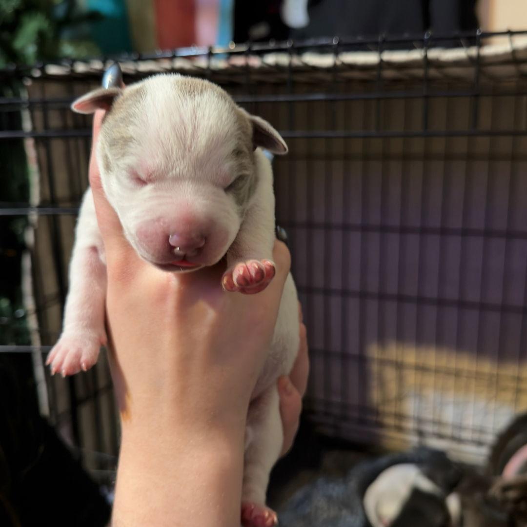 Enlarge Lila, a Adopted mixed breed in Blairsville, GA image 1/2