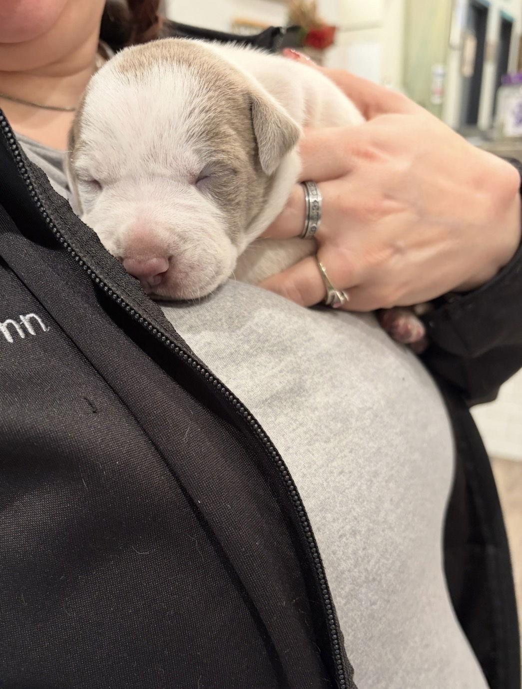 Enlarge Lila, a Adopted mixed breed in Blairsville, GA image 2/2