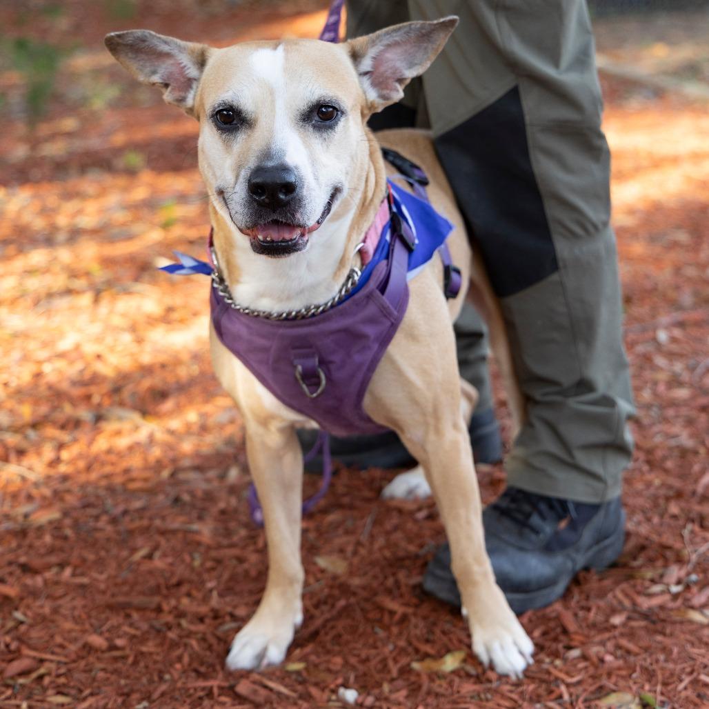 Enlarge Libby, a Adoptable Mixed Breed in Gainesville, FL image 2/6