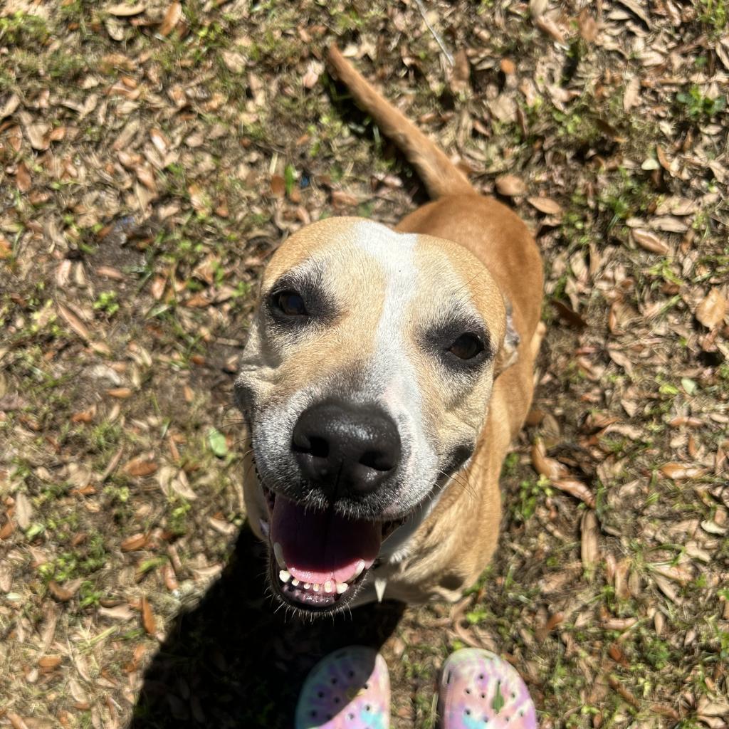Enlarge Libby, a Adoptable Mixed Breed in Gainesville, FL image 2/6