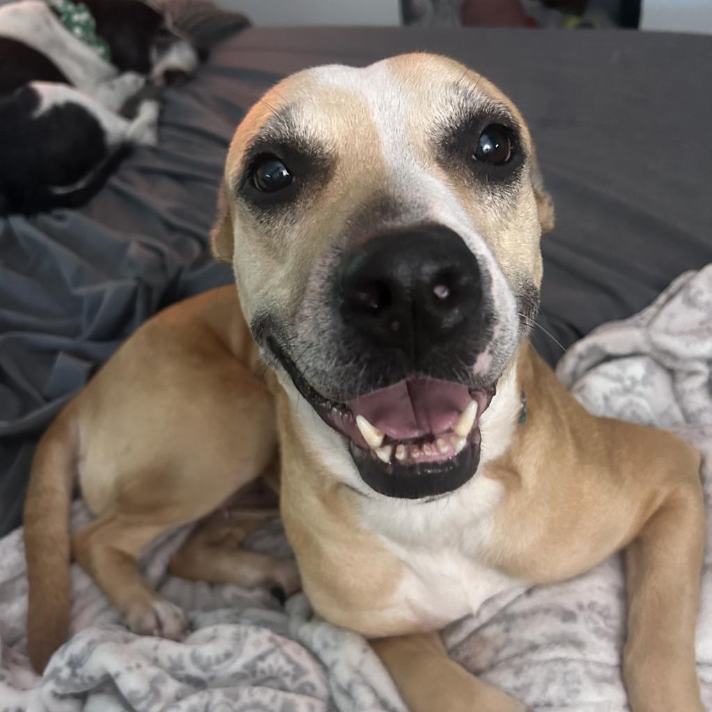 Enlarge Libby, a Adoptable Mixed Breed in Gainesville, FL image 6/6