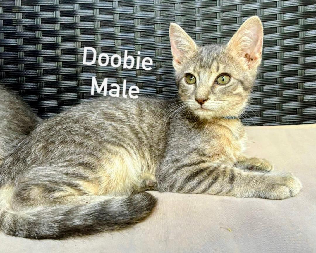 Enlarge Doobie, a Adopted Tabby in Binghamton, NY image 1/2