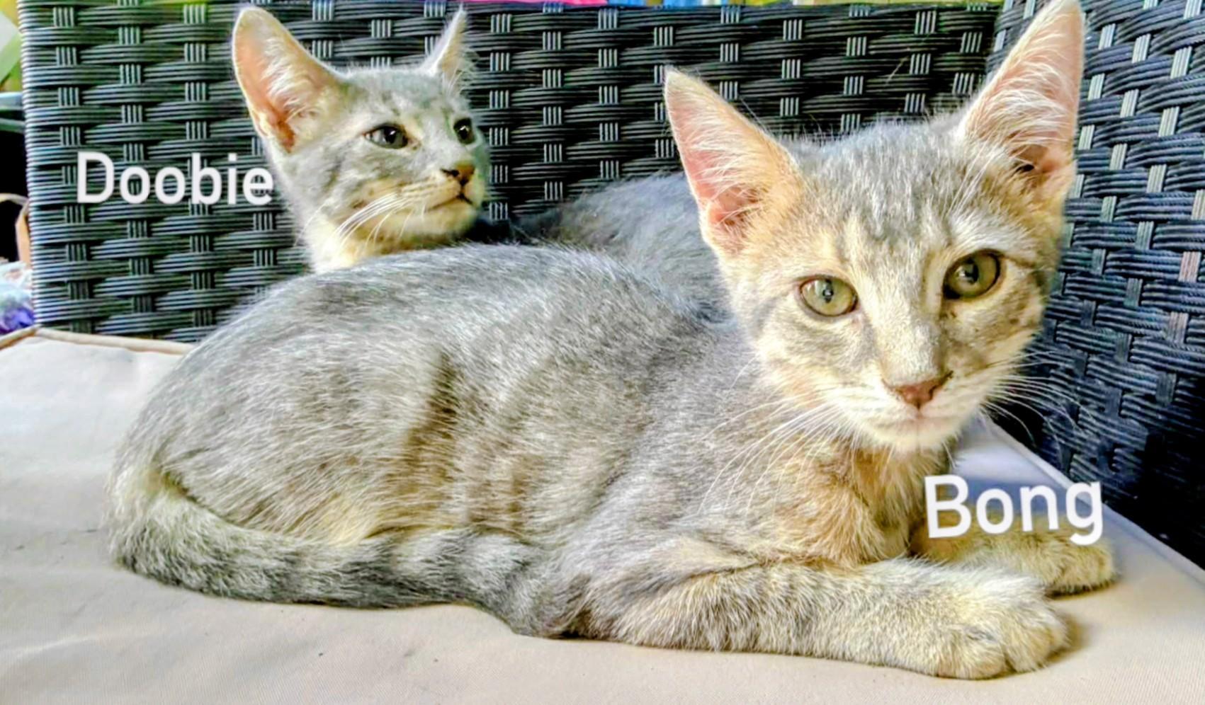 Enlarge Doobie, a Adopted Tabby in Binghamton, NY image 2/2