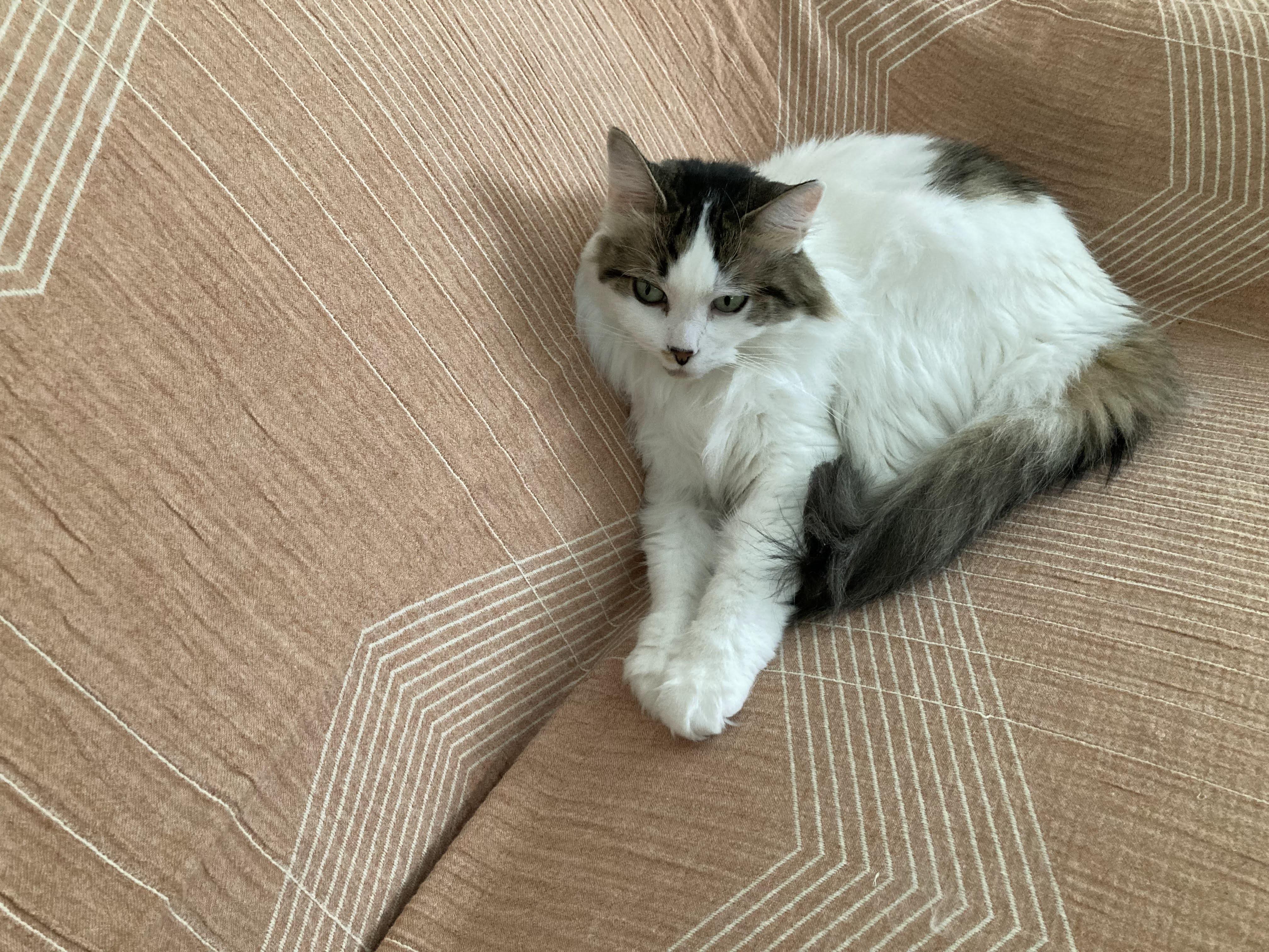 Opal, Adoptable, Adult Female Domestic Long Hair.