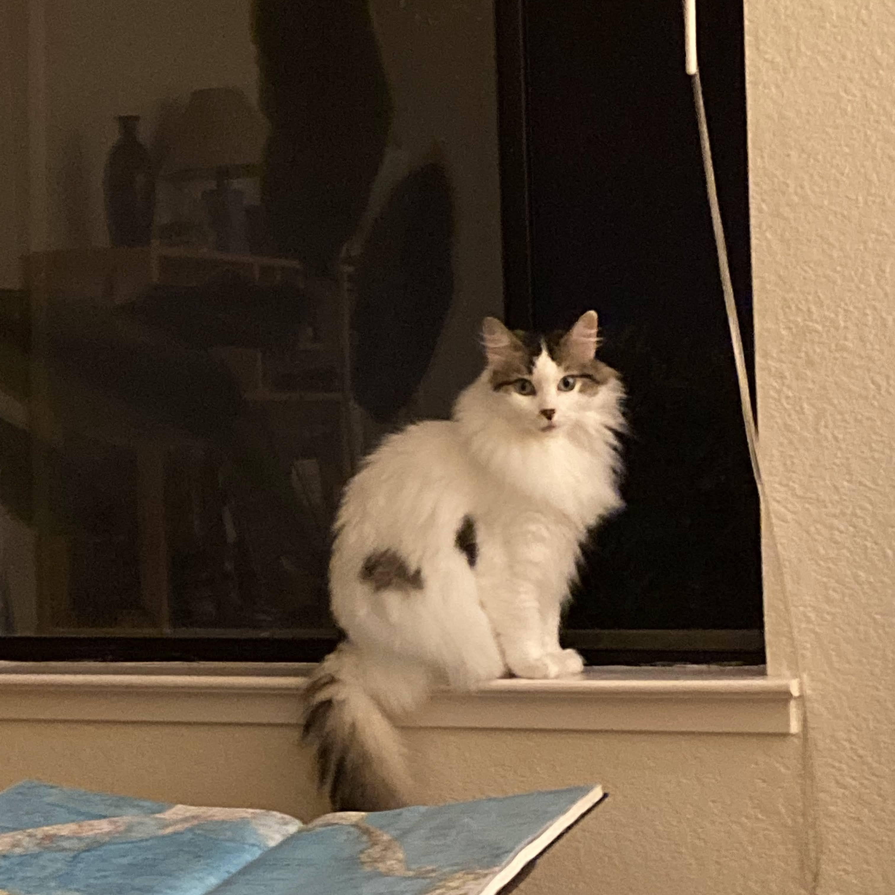 Enlarge Opal, a Adoptable Domestic Long Hair in Elk Grove, CA image 2/2