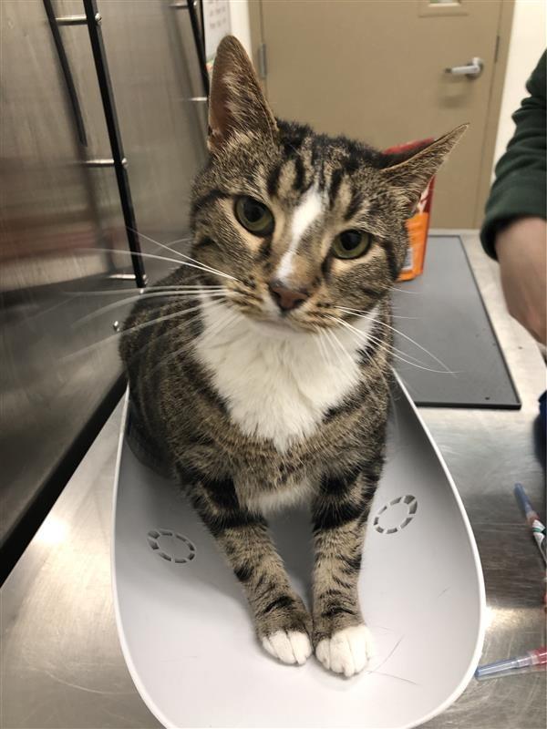 Enlarge Simon, a ADOPTABLE Domestic Short Hair in Prince Frederick, MD image 5/5