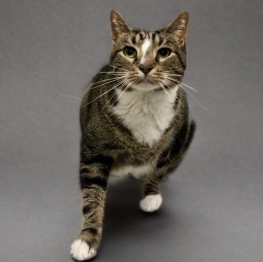 Enlarge Simon, a ADOPTABLE Domestic Short Hair in Prince Frederick, MD image 4/5