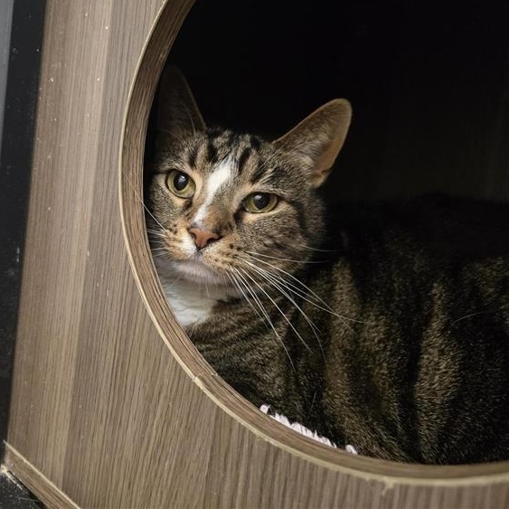 Enlarge Simon, a ADOPTABLE Domestic Short Hair in Prince Frederick, MD image 3/5