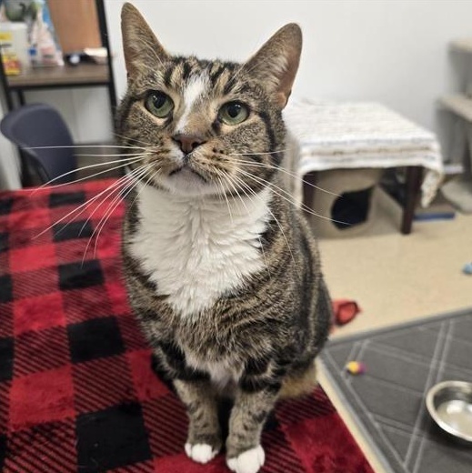 Enlarge Simon, a ADOPTABLE Domestic Short Hair in Prince Frederick, MD image 2/5
