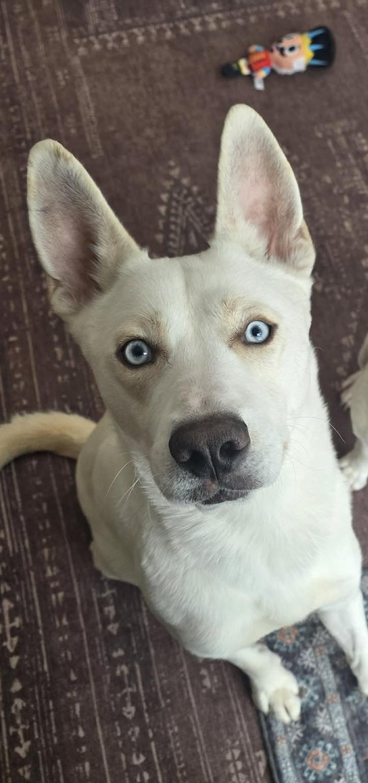 Enlarge Ranger , a ADOPTABLE Shepherd in Buffalo, NY image 5/6