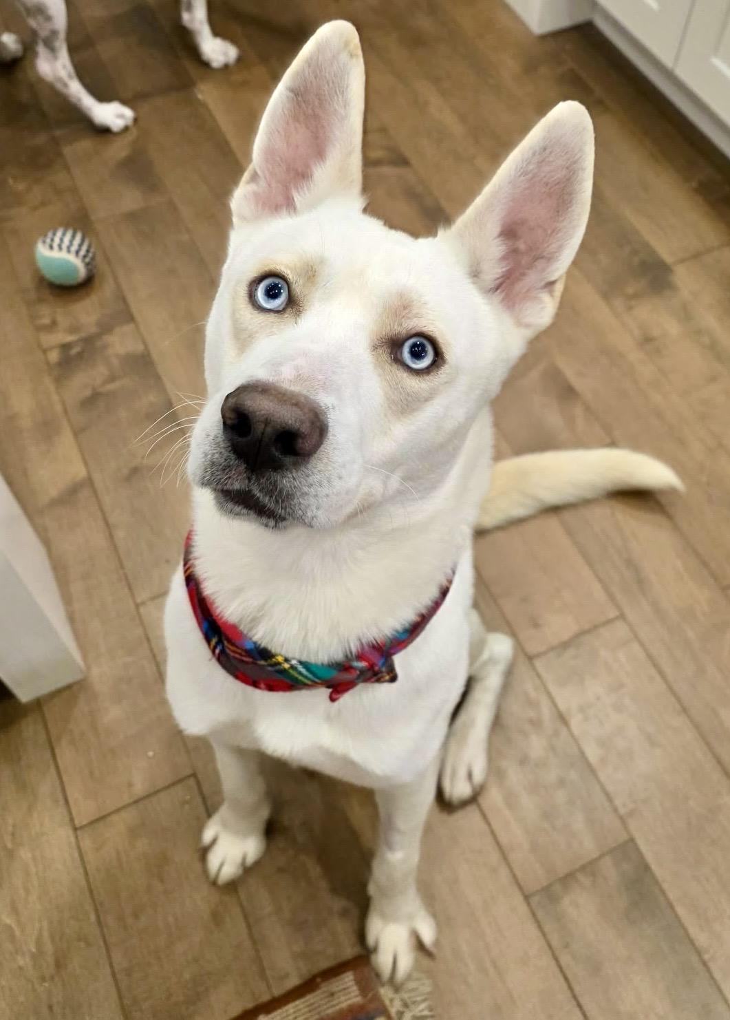 Enlarge Ranger , a ADOPTABLE Shepherd in Buffalo, NY image 1/6
