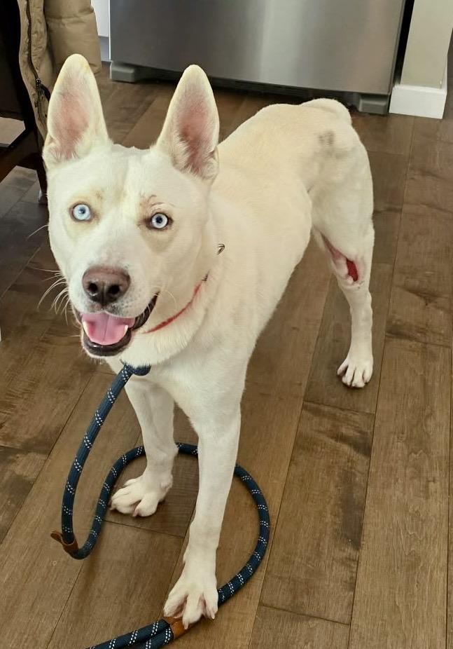 Enlarge Ranger , a ADOPTABLE Shepherd in Buffalo, NY image 3/6