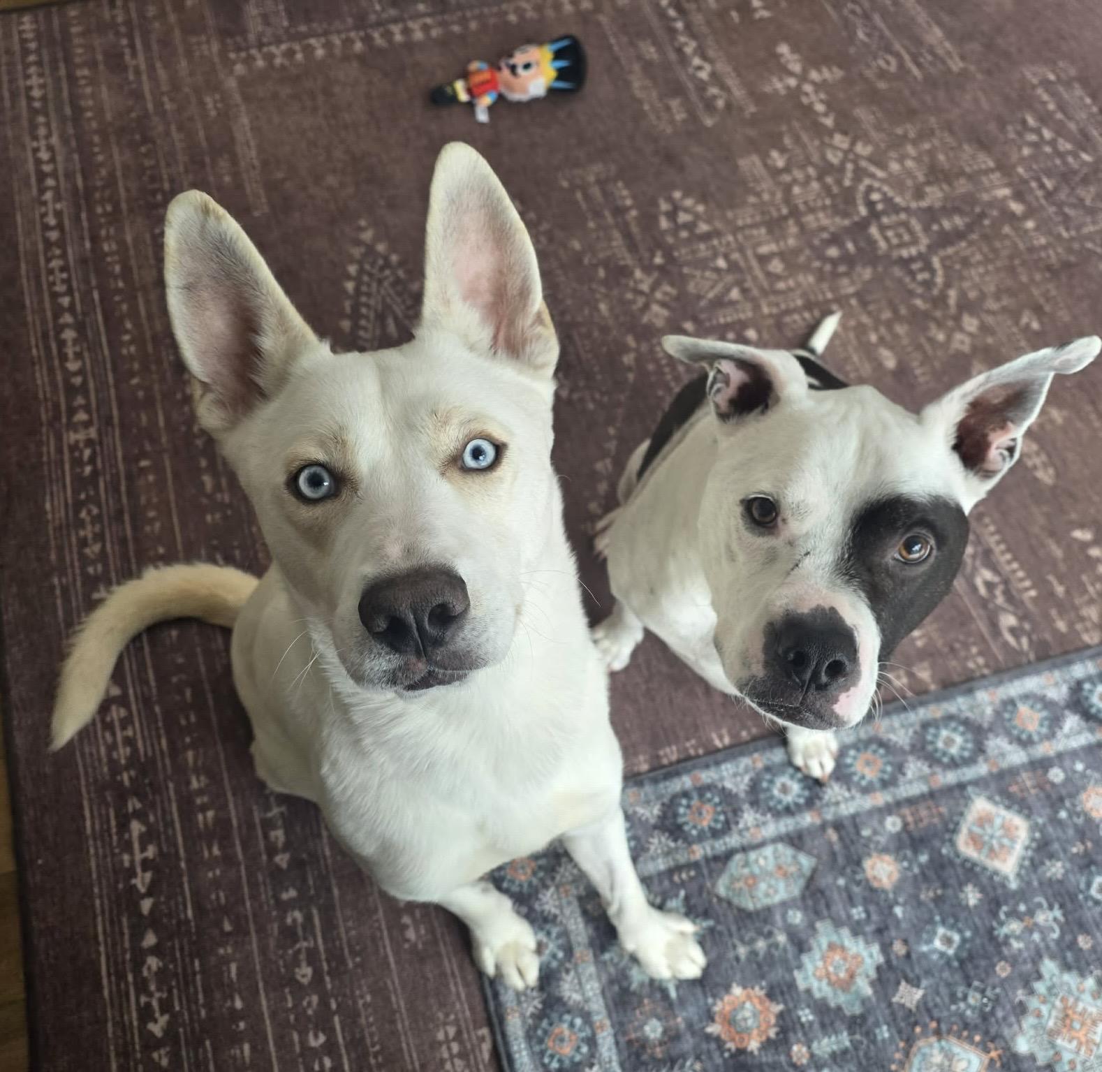 Enlarge Ranger , a ADOPTABLE Shepherd in Buffalo, NY image 4/6