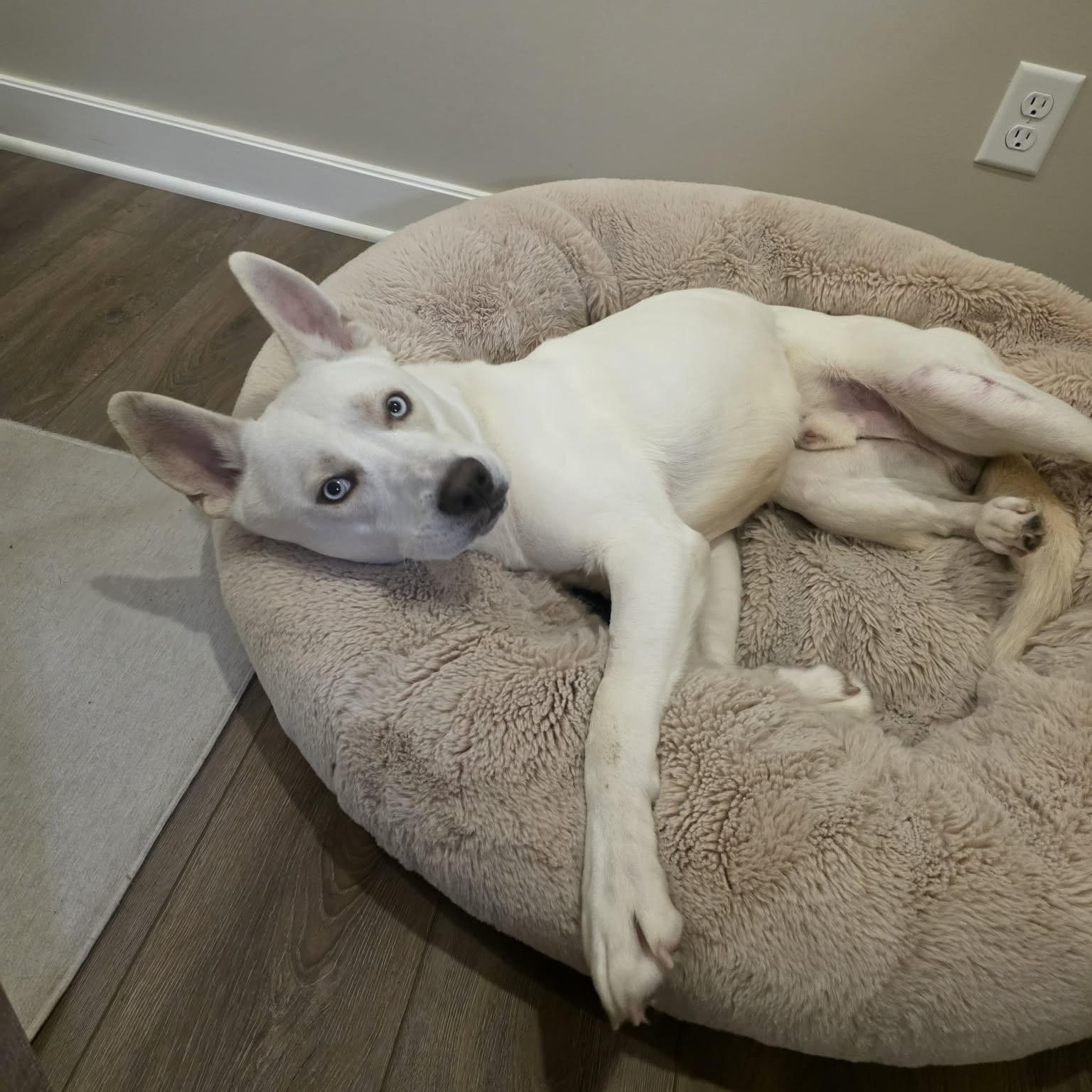 Enlarge Ranger , a ADOPTABLE mixed breed in Buffalo, NY image 6/6