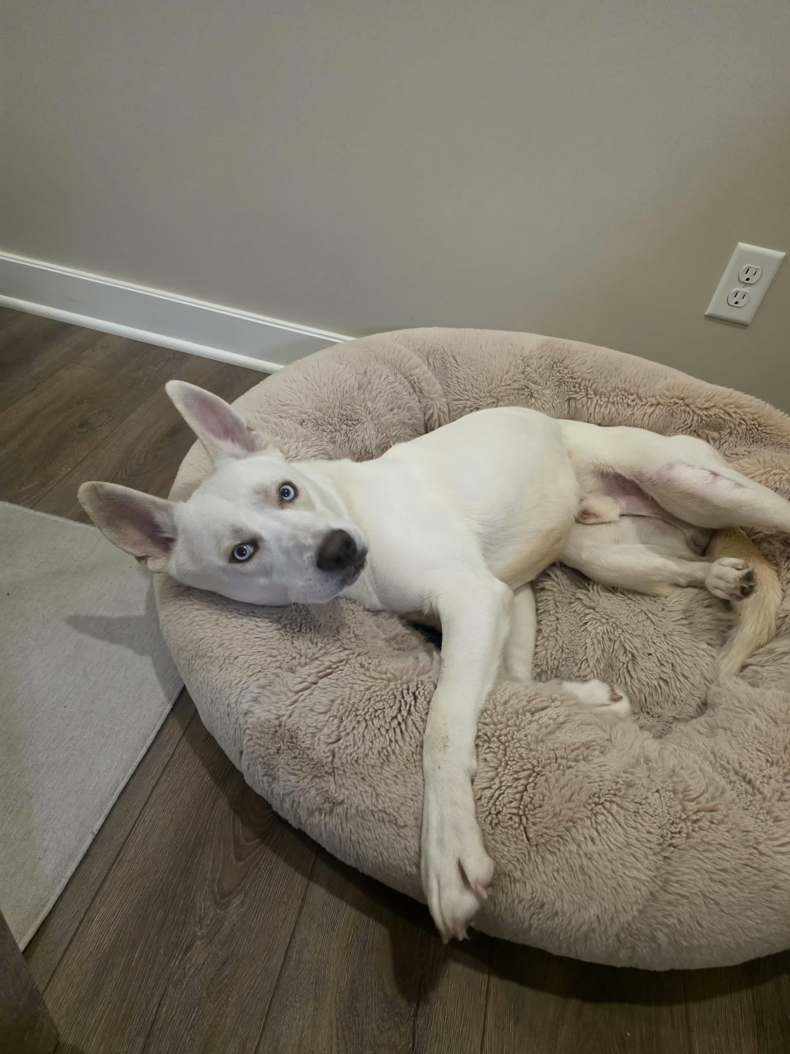 Enlarge Ranger , a ADOPTABLE Shepherd in Buffalo, NY image 6/6