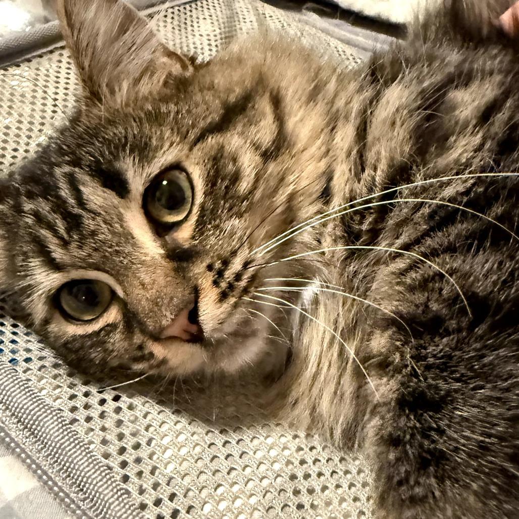 Loretta Lynn, Adoptable, Young Female Domestic Long Hair.