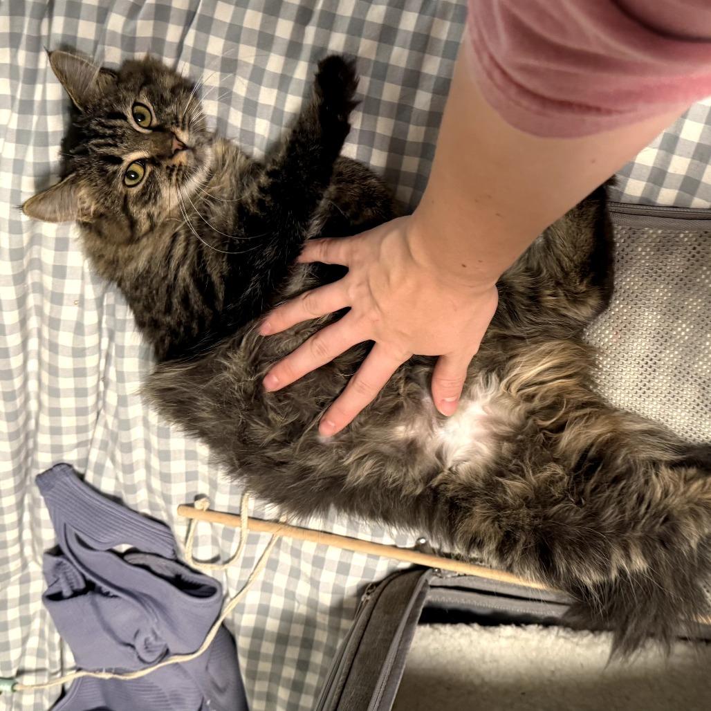 Loretta Lynn, Adoptable, Young Female Domestic Long Hair.