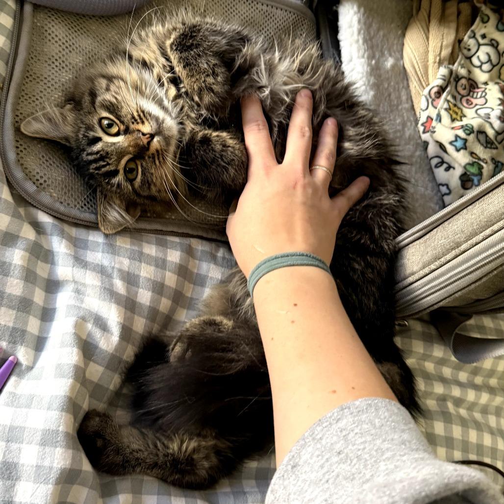 Loretta Lynn, a Adoptable Domestic Long Hair in PITTSBURGH, PA image 2/5