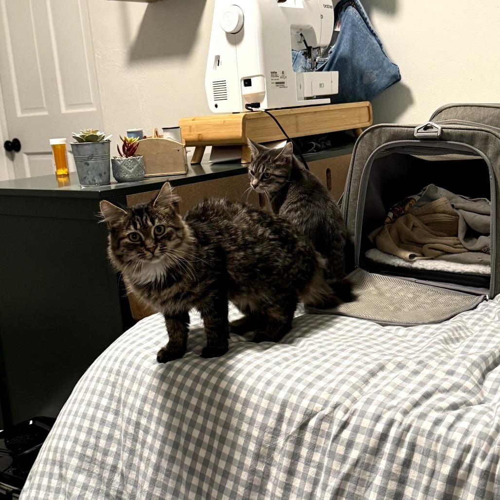 Loretta Lynn, a Adoptable Domestic Long Hair in PITTSBURGH, PA image 3/5