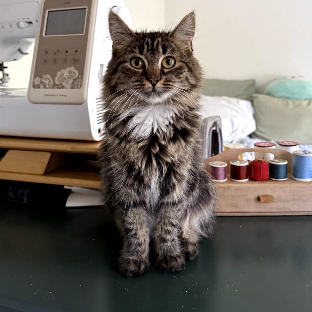 Loretta Lynn, a Adoptable Domestic Long Hair in PITTSBURGH, PA image 4/5